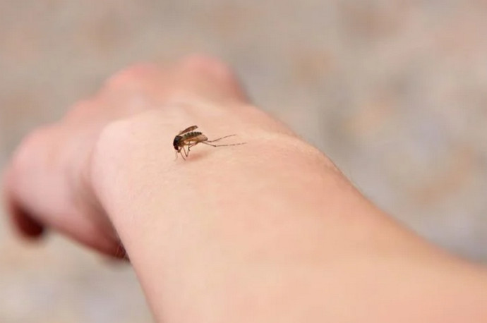 Kako se efikasno zaštititi od komaraca?