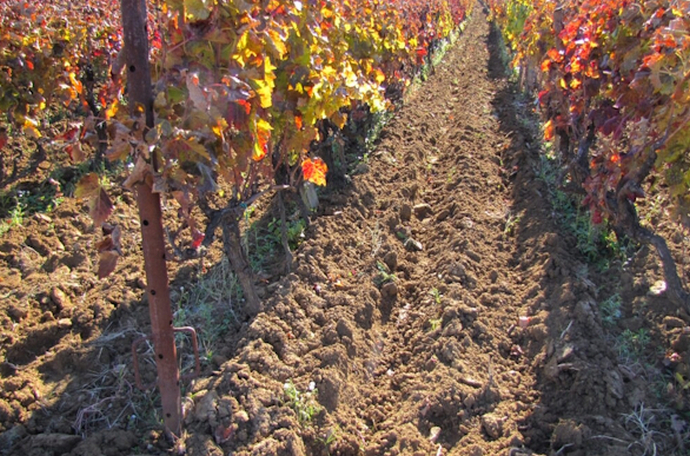 Jesenska gnojidba vinograda i voćnjaka