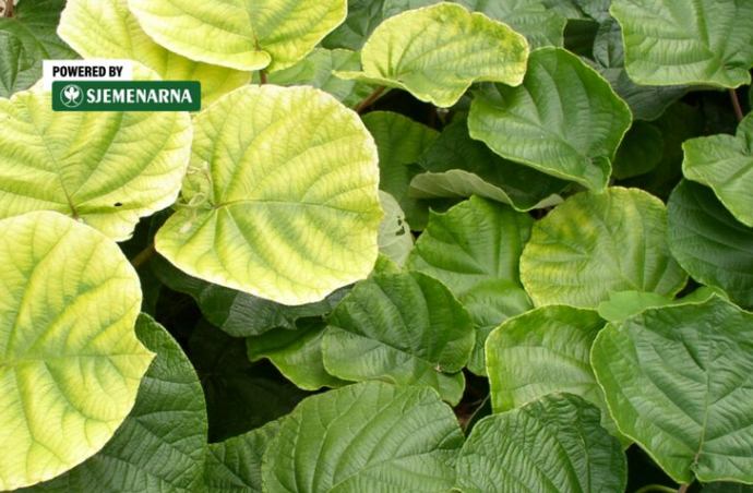 Zašto lišće žuti i kako vratiti zdravu zelenu boju