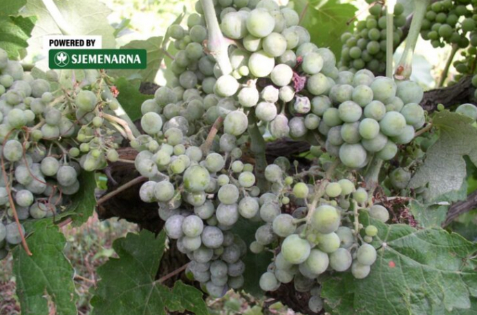 Oprez: Pepelnica prisutna u hercegovačkim vinogradima