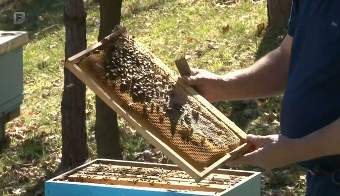 Pčelarstvo kao jedan od najskupljih hobija