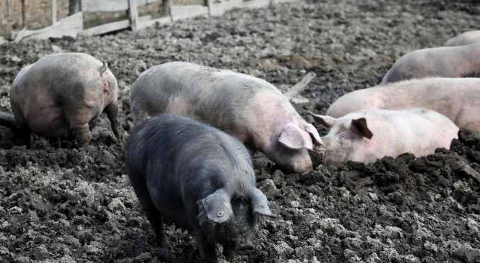 Evo gdje su prodate zaražene svinje u Hercegovini