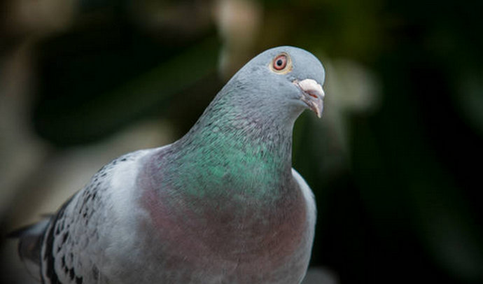 Uhitili goluba zbog sumnje na špijunažu, istraga u tijeku