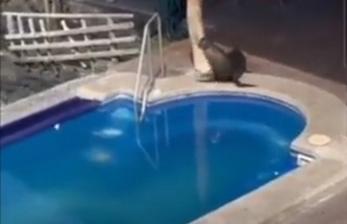 Video: Znatiželjni morski lav izašao iz vode pa napravio nešto što je sve nasmijalo
