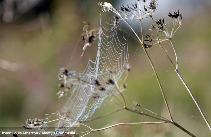 Mikroplastika pronađena i u paučini, evo što to znači