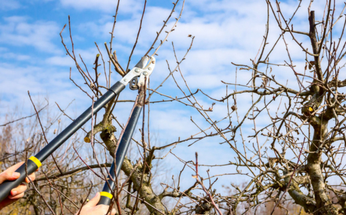 Što treba, a što ne treba orezati prije nego što temperature porastu